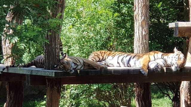 Тигры тоже отдыхают