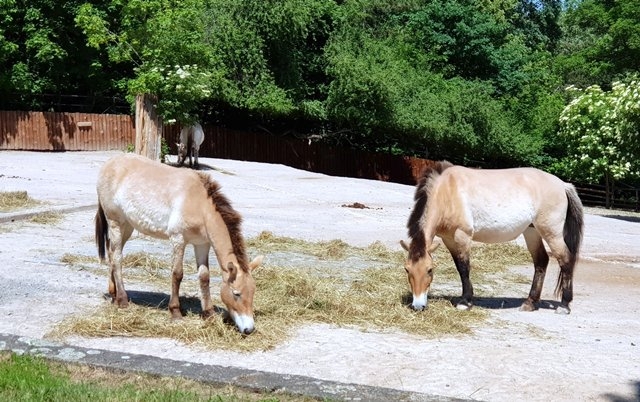В зоопарке разводят лошадей Пржевальского