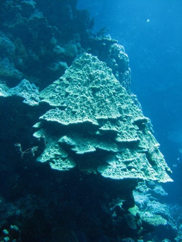 твердые кораллы