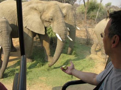 Намибийские слоны. Новые статья и фотогалерея