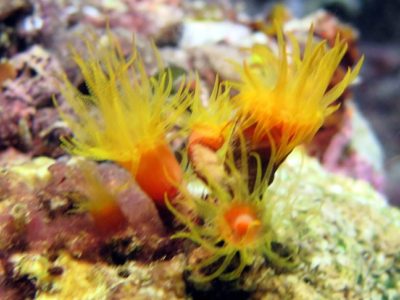 Новые статья и фотогалерея "Кораллы коралловых рифов"